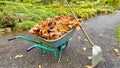 Autumn leaves in a wheel barrow Royalty Free Stock Photo