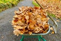 Autumn leaves in a wheel barrow Royalty Free Stock Photo