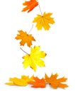 Autumn leaves on white Royalty Free Stock Photo