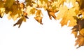 Autumn leaves on white background. Fall leaves frame. Maple leaves.