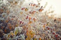 Autumn leaves with white morning frost