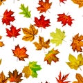 Autumn leaves white seamless pattern background. Colorful maple foliage. Season leaves fall background. Autumn yellow red, orange Royalty Free Stock Photo