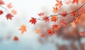 Autumn leaves of wild grape ivy,maple leaf with soft white blurred background. Autumnal nature frame from vivid wet Royalty Free Stock Photo