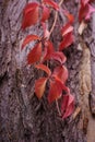 Autumn leaves of wild grapes and berries on old wooden cracked background.