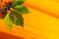 Autumn leaves of wild grapes with berries on orange background