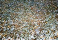 Autumn leaves in winter snow texture background Royalty Free Stock Photo