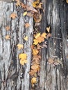 Autumn Leaves on Wood