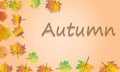 Autumn Leaves on Wooden Background Royalty Free Stock Photo