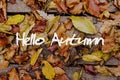 Autumn Leaves on Wooden Background. Hello Autumn Concept Wallpaper.