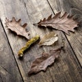 Autumn Leaves On Wooden Boards Background