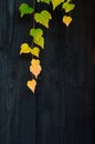 Autumn leaves on the wooden fence Royalty Free Stock Photo