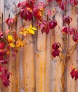 Autumn leaves on wooden fence Royalty Free Stock Photo