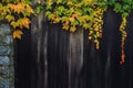 Autumn leaves on wooden fence Royalty Free Stock Photo