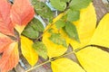 Autumn leaves on a wooden surface macro Royalty Free Stock Photo