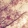 Autumn leaves woods forest vintage Royalty Free Stock Photo