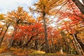 Autumn Leaves Woods Landscape. Royalty Free Stock Photo