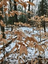 Autumn leaves in the woods on a winter`s day