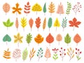 Autumn leaves. Yellow autumnal garden leaf, red fall leaf and fallen dry leaves flat vector set Royalty Free Stock Photo