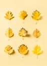 Autumn leaves yellow flat lay pattern background