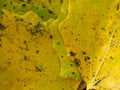 Autumn leaves yellow with green dots background Royalty Free Stock Photo