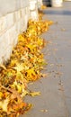 yellow autumn leaves on the pavement Royalty Free Stock Photo