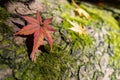 Autumn leaves with yellow and red color