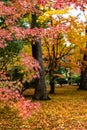 Autumn leaves with yellow and red color