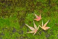 Autumn leaves with yellow and red maple leaf on moss Royalty Free Stock Photo