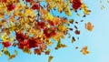 Autumn leaves yellow red rowan  berry  branch trees on blue sky season background template Royalty Free Stock Photo