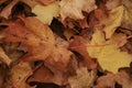 Autumn Leaves