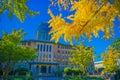 Autumn leaves on Yokohama / Nihon Odori