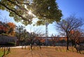 Autumn Leaves in Yokohama, Japan.