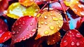 autumn leavs with rain drops Royalty Free Stock Photo