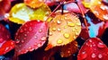 autumn leavs with rain drops