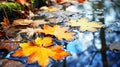 autumn leavs with rain drops Royalty Free Stock Photo