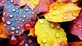 autumn leavs with rain drops