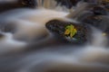 Autumn leef on a rock Royalty Free Stock Photo