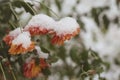 Autumn lflowers Chrysantemum covered wiht snow. Winter came. Macro. Royalty Free Stock Photo