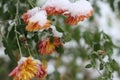 Autumn lflowers Chrysantemum covered wiht snow. Winter came. Macro. Royalty Free Stock Photo