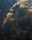 Autumn lights illuminate the yellowish tops of a forest