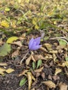 Autumn lilac crocus Colchicum speciosum flower closeup Royalty Free Stock Photo