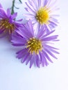 Autumn lilac flowers on a white background