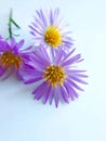 Autumn lilac flowers on a white background