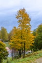 Autumn lime tree on top of a hill Royalty Free Stock Photo