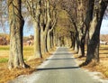 autumn linden tree alley, autumnal view alley lime trees