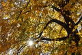 Sun beam coming through autumn linden tree foliage