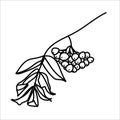 Autumn line art rowan branch with berries and leaves. Hello autumn concept. For postcards, stickers, posters, stamps