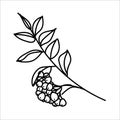 Autumn line art rowan branch with berries and leaves. Hello autumn concept. For postcards, stickers, posters, stamps