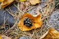 Autumn in Lithuania Royalty Free Stock Photo