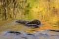 Autumn, Little River Reflections